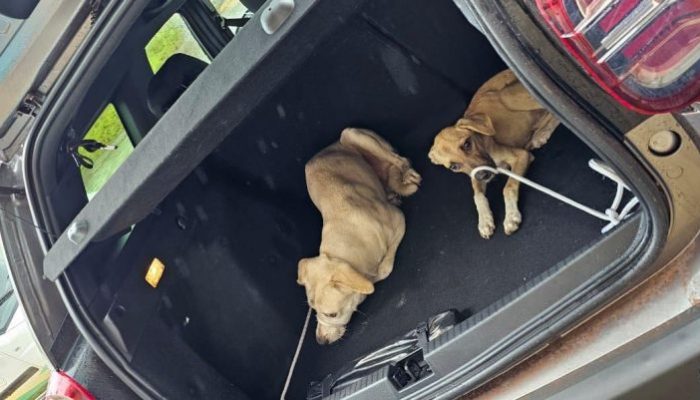 Apesar da situação de maus tratos, dois cães conseguiram sobreviver e forAM resgatados Crédito -Foto - PC/TO.